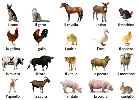 veau traduzione|Traduction veau en Italien .